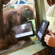 Image for article titled These Orangutans Play with iPads